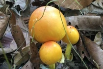 Nấm hệt lòng đỏ trứng, giá cao vẫn "cháy hàng"