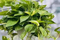 Những loại cây cảnh dễ sống giúp thu hút tài lộc