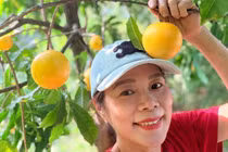 Cận cảnh vườn trái cây đủ loại của ca sĩ Mỹ Lệ 