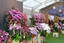 Thợ cắm hoa lan mùa Tết kiếm tiền triệu mỗi ngày 