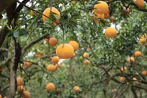 Vườn bưởi Diễn vào cao điểm thu hoạch chuẩn bị Tết Nguyên đán