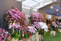 Thợ cắm hoa lan mùa Tết kiếm tiền triệu mỗi ngày 