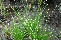 Rau "rẻ bèo" ở Việt Nam, nước ngoài gần 200.000 đồng/kg