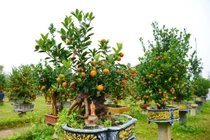 Quất mộc căn tiền triệu hút khách dịp Tết Bính Ngọ 2026