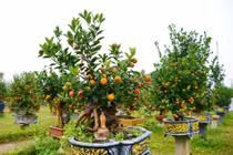 Quất mộc căn tiền triệu hút khách dịp Tết Bính Ngọ 2026