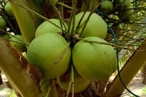 Giá dừa Thái Lan giảm kỷ lục, người nông dân điêu đứng 