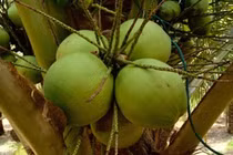 Giá dừa Thái Lan giảm kỷ lục, người nông dân điêu đứng 