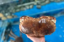 Cua Na Uy "siêu gạch" giá rẻ bất ngờ bán đầy chợ mạng 