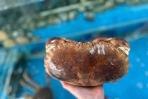 Cua Na Uy "siêu gạch" giá rẻ bất ngờ bán đầy chợ mạng 