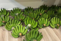 Giá chuối xanh tăng mạnh dịp Tết