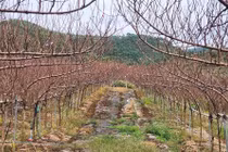 Những loại đào hút khách dịp Tết Nguyên đán 2026