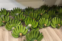 Giá chuối xanh tăng mạnh dịp Tết