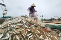 Ngư dân Hà Tĩnh trúng đậm cá trích đầu năm 