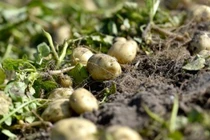 Loại củ gần 30 triệu đồng/kg, chỉ một nơi có