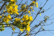 Cây mai vàng tiền tỷ gây sốt tại chợ hoa xuân Quảng Ngãi