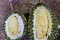 Trước khi rớt giá thảm, sầu riêng Musang King đắt cỡ nào?