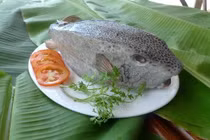 Loài cá "xấu rợn người" giá tiền triệu vẫn hút khách