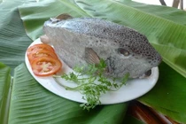 Loài cá "xấu rợn người" giá tiền triệu vẫn hút khách