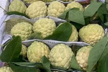 Cách mua na chín tự nhiên, không hóa chất 