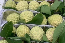 Cách mua na chín tự nhiên, không hóa chất 