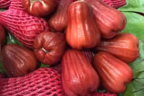 Mận An Phước khan hàng, giá bán lẻ lên tới 55.000 đồng/kg