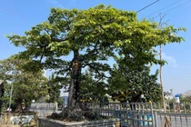 Tận mục cây thị bonsai được trả 2 tỷ đồng vẫn chưa bán