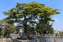 Tận mục cây thị bonsai được trả 2 tỷ đồng vẫn chưa bán