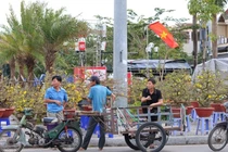 Nghề chở cây Tết sôi động, thu nhập tiền triệu mỗi ngày dịp Tết 