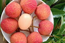 Vải trứng Hưng Yên hơn 200.000 đồng/kg vẫn "cháy hàng"