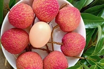 Vải trứng Hưng Yên hơn 200.000 đồng/kg vẫn "cháy hàng"