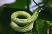 Bất ngờ loài cây "đẻ ra rắn", hái bán là có tiền 