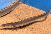 Loài cá dài 2 mét giá gần 10 triệu một kg gây xôn xao