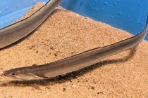 Loài cá dài 2 mét giá gần 10 triệu một kg gây xôn xao