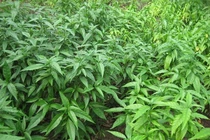 Rau dại xưa không ai ngó nay là đặc sản hút khách thành phố