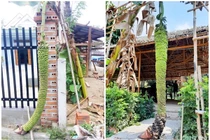 Kinh ngạc những cây chuối hơn trăm nải gây xôn xao của nông dân Việt