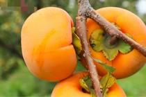 Hồng giòn giá gần 200 triệu đồng/cặp ngon cỡ nào?