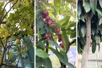 Đột nhập "ốc đảo trên mây" đẳng cấp của CEO Hannah Olala