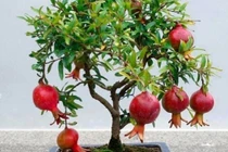 5 loại cây trồng trong nhà "hút lộc ầm ầm" 