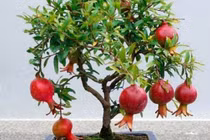 5 loại cây trồng trong nhà "hút lộc ầm ầm" 