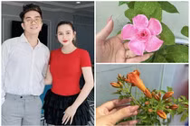 Khu vườn rực sắc hoa của "nhạc sĩ giàu nhất Việt Nam"