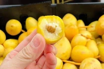 Chà là Thái Lan giá rẻ gây sốt thị trường Việt