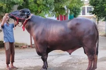 Sửng sốt con trâu được trả 30 tỷ, chủ "kiêu" không bán 