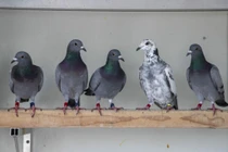 Sửng sốt chú chim bồ câu đua giá hơn 12 tỷ đồng