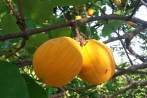 Quả dại trong rừng bất ngờ thành đặc sản hút khách 