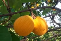 Quả dại trong rừng bất ngờ thành đặc sản hút khách 