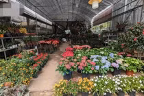 Làng hoa Xuân Quan nhộn nhịp chuẩn bị Tết Nguyên đán Bính Ngọ 2026