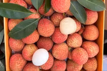 Cận cảnh loại vải hơn 10.000 đồng/quả vẫn "cháy hàng" 