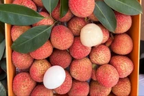 Cận cảnh loại vải hơn 10.000 đồng/quả vẫn "cháy hàng" 