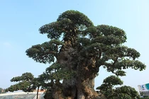 Chiêm ngưỡng duối cổ 1.000 năm khiến đại gia mê mẩn 