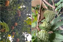 Khu vườn giản dị ngập rau trái của NSƯT Hạnh Thúy